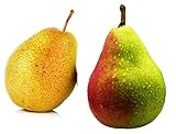 Duo Säulenbirne, 2 Sorten Säulen Birnenbaum Pepi + Decora, Duo Obst Baum