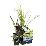 Bloomique - 6er Set - Reinigende Teichpflanzen - Wasserpflanzen Miniteich -...