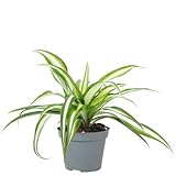 Grünlilie - pflegeleichte Zimmerpflanze, Chlorophytum Comosum Variegata -...