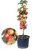 BALDUR Garten Säulen-Apfel 'Braeburn', 1 Pflanze, Apfelbaum Malus...