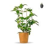 Bloomify® Bio Brombeere 'Bernd' | 60-80 cm hohe ertragreiche Brombeeren...