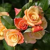Kletterrose Moonlight in Kupfer-Gelb - Rosa - Kletter-Rose winterhart &...