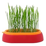 Katzengras-Hydrokultur-Pflanzgefäß – Katzengras- | Keimtablett Für...