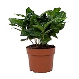 Arabische Kaffeepflanze – Coffea Arabica – Zimmerpflanze – Ø12cm –...