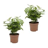 Dominik Blumen und Pflanzen, Kaffee - Pflanze, Coffea arabica, 2 Pflanzen,...
