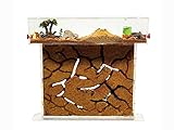 ANTHILLSHOP - Ameisenfarm T- Großer Natürlicher Sand (Acryl) 25x20x1,5cm...