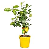 Citrus limon - Zitronenbaum - Obstbaum - Immergrün - ⌀19 cm - 60-70 cm