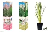Pampasgras 'Cortaderia selloana' P9 30-40cm - 4 Stück (Weiß + Rosa)