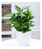 BALDUR Garten Coffea arabica, 1 Pflanze, Kaffeestrauch, die Blüten der...