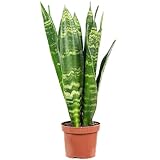 Bogenhanf - pflegeleichte Zimmerpflanze, Sansevieria trifasciata Black...