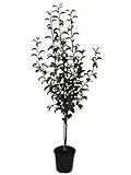 Gute Luise Herbstbirne ein Birnenbaum als Buschbaum 110-140 cm 9,5 Liter...