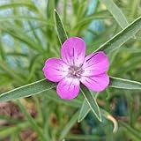 kornrad samen kornrade blumenwiese, gartendeko für draußen kräuter samen...