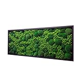 Hello Moss Moosbild - Moos Deko Für Ihr Haus - Bilderrahmen mit Kissenmoos...