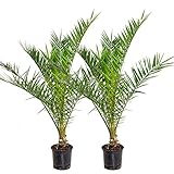 Bloomique - 2er Set - Phoenix Canariensis - Kanarische Dattelpalme - Palme...