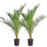 2x Phoenix Canariensis - Kanarische Dattelpalme - Palme - Winterhart –...