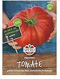 Tomate Gigantomo F1 (Fleischtomate), größte Tomate der Welt, sehr...