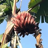 bananensamen - balkongarten zwergobstbäume indoor kletterpflanzen...