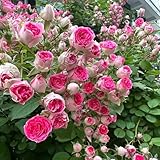 250 pcs rosen samen blumensamen mehrjährig winterhart rosen pflanzen samen...