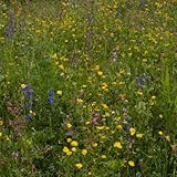 Schattenblumen-Mischung | 100g - 50m2 | Mehrjährig und winterhart | 14...