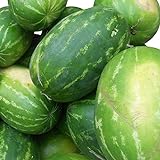 Rießen Wassermelone 10 Korn (Rar) Fruchtgewicht von 12 bis 16 kg