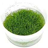 Tropica Aquarium Pflanze Moos Riccia fluitans Nr.001 TC in Vitro 1-2 Grow...