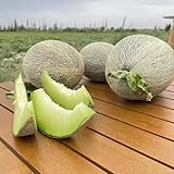 50 pcs Honigmelone Samen, Cucumis melo - obst frisch gartenarbeit obst...