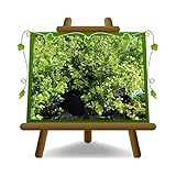 EURO PLANTS VIVAI Buchsbaum Buxus Pumila niedrige Heckenpflanze - auf Topf...