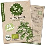 Little Plants BIO Minze Samen | BIO-Kräutersamen | Nachhaltige Verpackung...