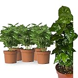 5 Echte Kaffeepflanze coffea arabica ca. 30cm mit Übertopf- pflegeleichter...
