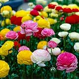 Ranunkeln Blumenzwiebel Winterhart - Mehrfarbig 50 Blumenzwiebeln -...