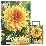 Interflowers Dahlien Knollen Blumenzwiebeln Dahlia Bunte Auswahl im Mix...