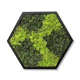 comforder Hexagon Wandbild mit echtem Moos (ø38 cm), Konserviertes...