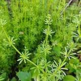 waldmeister samen - pflanzensamen blumensamen kräuterbeet wildkräuter...