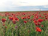 Klatschmohn Samen lat. Papaver, roter Mohnsamen als Mohnwiese für Bienen &...