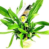Spitzwegerich-Pflanze Plantago-lanceolata