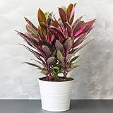 1 x Cordyline Tango (Keulenlilie) - Vielfarbige Luftreinigende...