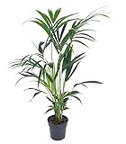 Fresh Plants Zimmerpflanzen -Howea Forsteriana (Kentia) XXL - Elegante...