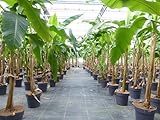 gruenwaren jakubik Angebot Bananenstaude Musa Basjoo 140-170 cm winterhart...