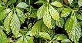 100+ Graines Herbe de l'immortalité, Jiaogulan Gynostemma pentaphyllum...