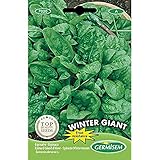 Germisem Spinat WINTER GIANT, mehrfarbig, EC7020