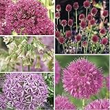 Allium blumenzwiebeln,winterharte mehrjährige pflanzen,allium giganteum...