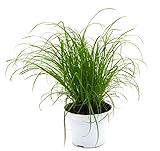 Echtes Katzengras (Cyperus alternifolius 'Zumula') (1)