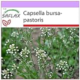 SAFLAX - Heilpflanzen - Hirtentäschel - 1000 Samen - Capsella...