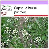 SAFLAX - Heilpflanzen - Hirtentäschel - 1000 Samen - Capsella...