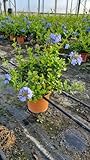 Plumbago auriculata Busch 60-90 cm - Chinesischer Bleiwurz - Pflanzen für...