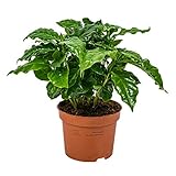 Bloomique - Coffea Arabica - Kaffeepflanze - Pflegeleicht - Luftreinigend -...