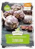 FLORTUS – Winterpflanzknoblauch XXL Ljubascha 3 Knollen zertifiziertes...