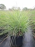 Feinhalm-Chinaschilf Cute One - Miscanthus sinensis Cute One