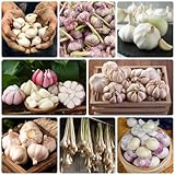 300 Pcs Knoblauch Samen Winterhart Bio - Allium Sativum - Geschenke Für...