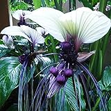 Haloppe 10 Stück Tacca Chantrieri Whiskers Blumen Pflanzensamen für die...